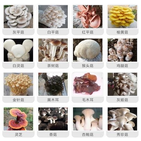母种 食用菌 一级种 试管颗粒种 斜面种各种蘑菇