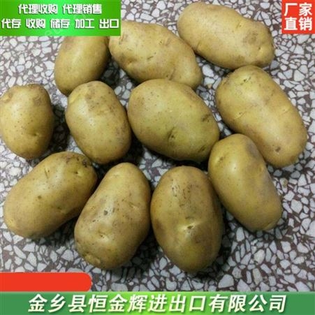 收购土豆 土豆代理销售 各种包装土豆