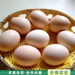 杂粮鸽子蛋 土鸽蛋信鸽蛋 食用营养鸽蛋 养殖批发