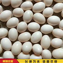 杂粮五谷鸽蛋 肉鸽鸽蛋养殖 散养白鸽蛋 养殖供应