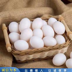 鸽蛋草鸽蛋 肉鸽鸽蛋养殖 散养白鸽蛋 批发出售