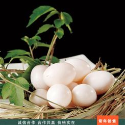 养殖鸽子种蛋 粮食饲养鸽蛋 五谷鸽子蛋 常年批发